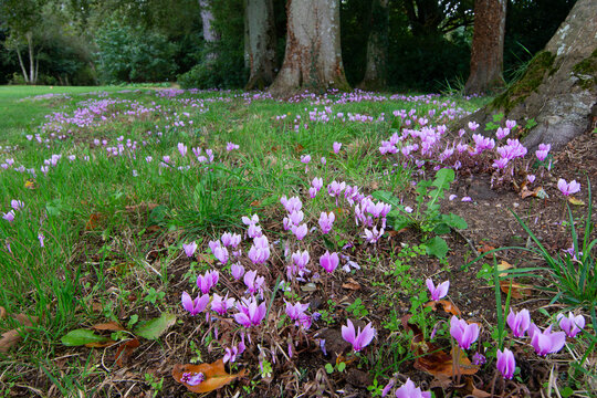 Jolies colchiques dans le parc d'un ch&acirc;teau