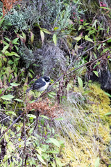 A nice photo of  Reunion stonechat
