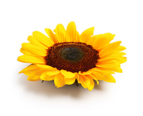 Fototapeta premium Beautiful sunflower on white background