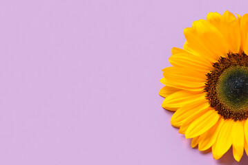 Beautiful sunflower on purple background