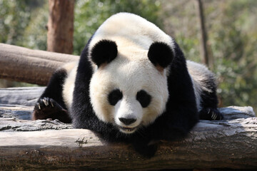 Fototapeta premium Close up curious panda , China