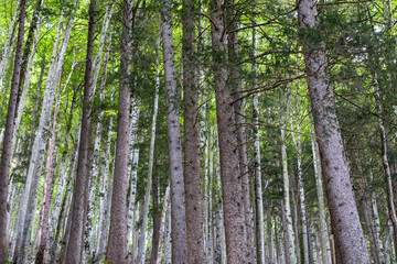 Obraz premium Coniferous tree stems in alpine forest in summer