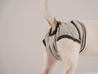 Dog wearing menstrual panties on a white background. Reusable diaper.