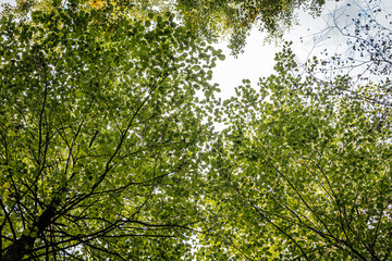 A vibrant view looking up at a canopy of green leaves, where sunlight filters through the foliage. The branches spread out, creating a natural, textured ceiling against a bright sky.