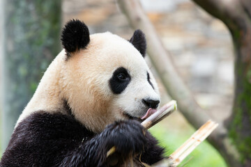 Fototapeta premium Female panda returned from South Korea, Fu Bao