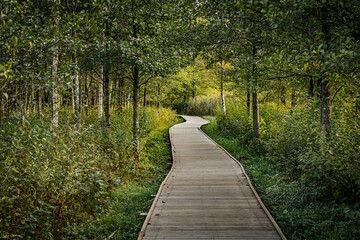 Obraz premium A winding wooden path leads through a tranquil birch forest, surrounded by tall, slender trees and lush greenery. Sunlight softly filters through the foliage, creating a peaceful atmosphere.