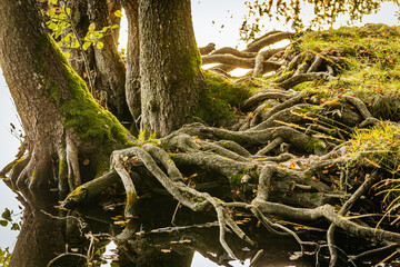 A detailed view of large tree roots extending into the water, covered in green moss and surrounded by autumn leaves. The roots and trees reflect in the still water.