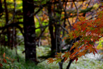 Maple leaves starting to change color to autumn