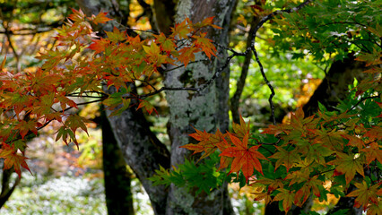 Maple leaves starting to change color to autumn