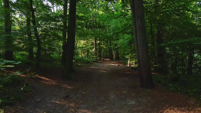 4K drone footage following a forest trail with sunlight streaming through the trees. Aerial view captures the serene beauty of nature, woodland paths, and dappled sunlight in a peaceful forest.