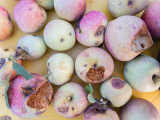 A group of bad apples on a table