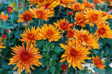 Fresh bright orange chrysanthemums bushes in autumn garden