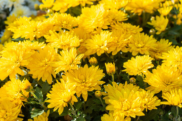 Fresh bright blooming yellow chrysanthemums flowers in autumn garden outside in sunny day