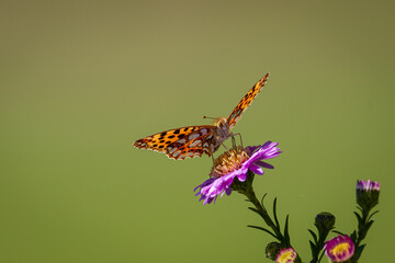 A Queen of Spain fritillary (Issoria lathonia), resting on Michaelmas daisies (Aster).