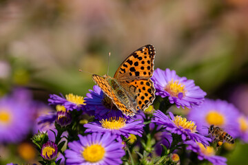 A Queen of Spain fritillary (Issoria lathonia), resting on Michaelmas daisies (Aster).