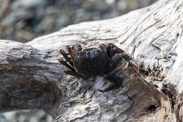 Crab on driftwood in Tawharanui, Warkworth, Auckland, New Zealand.