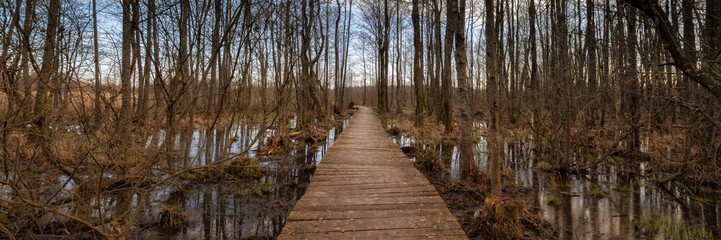 Obraz premium wooden boardwalk through a swampy forest with bare tree trunks, dry last year's grass and stagnant water. March flood. spring landscape. widescreen panoramic side view in 15:5 format