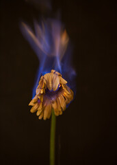 Yellow Flower burning