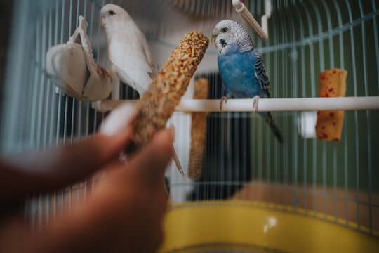 Two parakeets perched inside a birdcage, eagerly pecking at a food treat. The image captures a moment of pet care and avian companionship.
