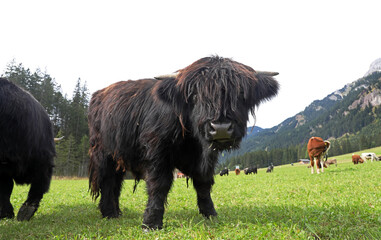 Ein junges Schottische Hochlandrinder oder Kyloes in den Bergen von Österreich