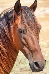 Obraz premium Bonaire, Dutch Antilles