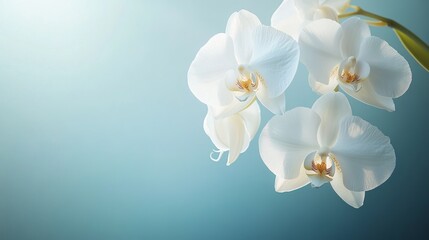 Floral backdrop featuring a pristine white orchid, capturing its delicate beauty. Selective focus draws attention to the intricate petals, while ample negative space allows for creative use. 