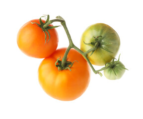Fototapeta premium Branch with ripe and unripe tomatoes isolated on white