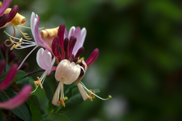 Closeup of flowers of Honeysuckle   (Lonicera periclymenum 'Rhubarb and Custard') © Chris Lawrence