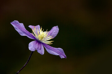 Closeup of a single flower of Clematis 'Arabella' against a dark background © Chris Lawrence