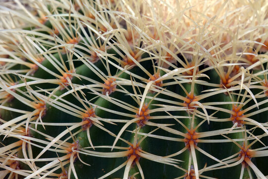 Closeup of golden barrel cactus (Echinocactus grusonii)