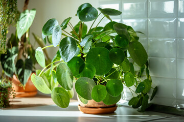 Closeup of trendy Pilea peperomioides houseplant in terracotta pot at sunlight at kitchen home....