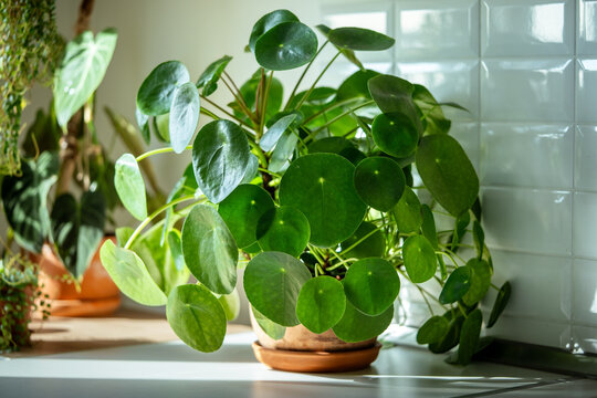 Closeup of trendy Pilea peperomioides houseplant in terracotta pot at sunlight at kitchen home. Chinese money plant. Indoor gardening, hobby concept