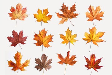 Obraz premium Close-up shot of colorful leaves on a white background