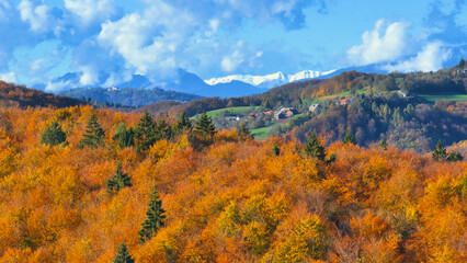 AERIAL: Scenic drone shot of the fall colored woodlands and the distant snowy mountain peaks. Flying over the vibrant colored forest changing leaves in autumn and leading up to the snowy Julian Alps.