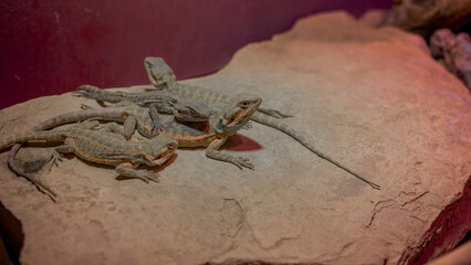 Large desert lizards lie under a lamp at the zoo