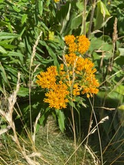 flowers in the garden