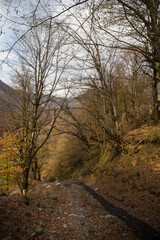 Landscape with beautiful fog in forest on hill or Trail through a mysterious winter forest with autumn leaves on the ground. Road through a winter forest. Magical atmosphere. Azerbaijan nature