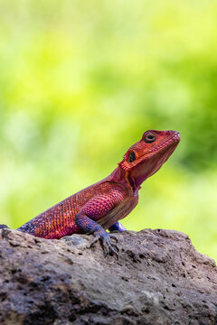 Colorful Male Mwanza flat-headed rock agama Lizard Resting on a Rock Against a Green Background in Tanzania, Africa