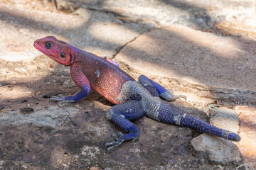 Colorful Male Mwanza flat-headed rock agama Lizard Resting in the Shade on a Rocky Path in Tanzania, Africa