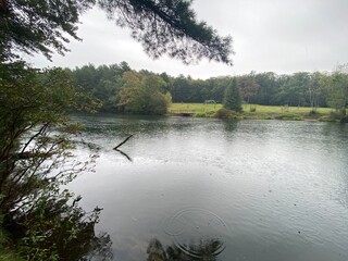 lake in the forest