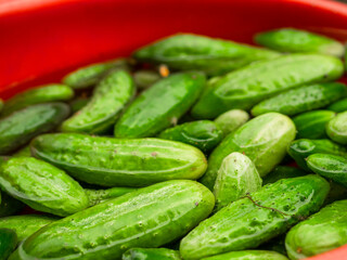 A red bowl filled with fresh green cucumbers in water. The cucumbers are wet and appear to be freshly picked. Natural organic product ready to be marinated for winter. Agriculture and farming.