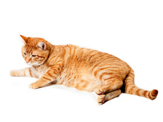 A tabby ginger color cat is laying on a white surface, looking at the camera. The cat appears to be...