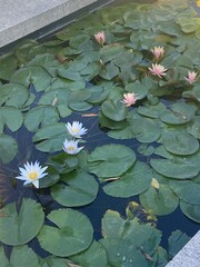 water lilies in the pond