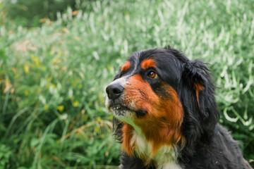 Portrait of huge Bernese breed dog with dark fur and brown and white spots. Green grass background out of focus. Strong pet. Adorable family member.