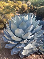 cactus in the desert