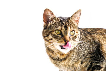Nice tabby cat licking its face on white background. Portrait of a home pet. Selective focus.
