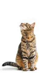 Fototapeta premium Nice tabby cat in sitting position looking to his right on white background. Portrait of a home pet. Selective focus.