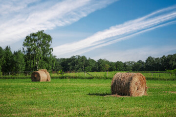 Filed with green grass and round bay of hey ready for wrapping and transportation to a storage for cold winter season. Calm and relaxing rural scene. Agriculture and farming industry.