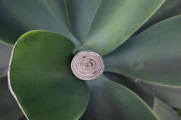 swirl detail on green plant folige