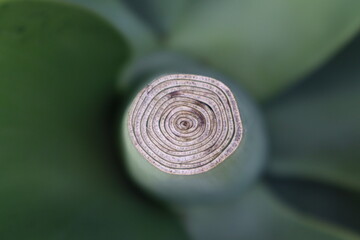 swirl detail on green plant folige